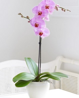 орхидея "фаленопсис"
