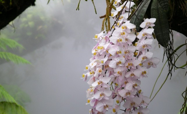 корни орхидеи выполняют 3 функции — крепление, питание и фотосинтез 