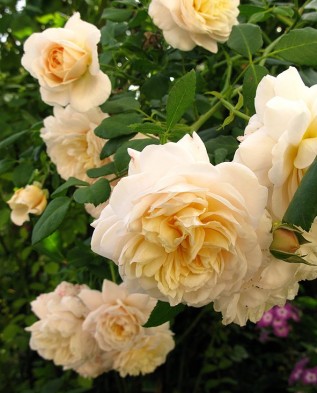 роза Crocus Rose