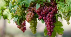 Весенняя посадка винограда