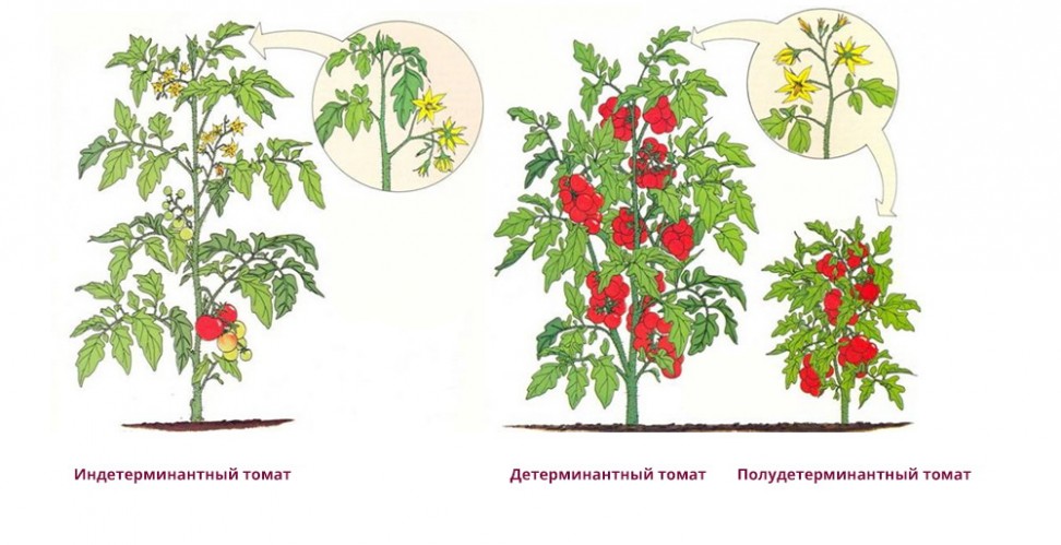 томаты с разным типом роста