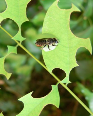 пчела мегахила повреждает листья