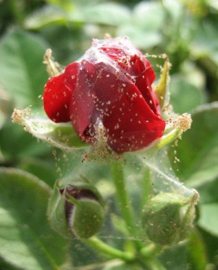 роза заражённая паутинным клещём