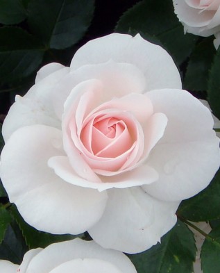 Aspirin rose (Аспирин) флорибунда