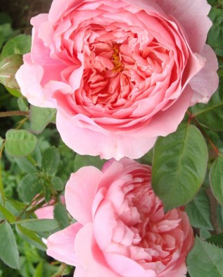 The Alnwick Rose (Алнвик Роуз)