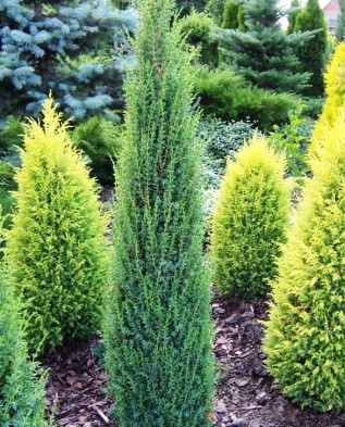 juniperus communis Sentinel