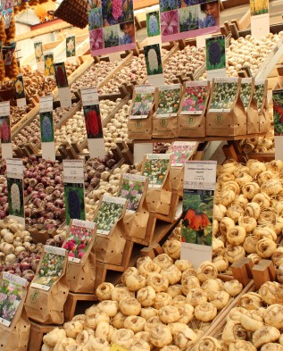 рынок луковиц в Голландии