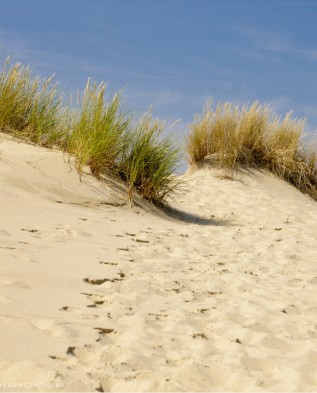 песчаная почва