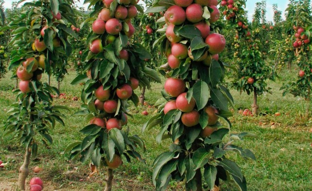 посадка колоновидных яблонь