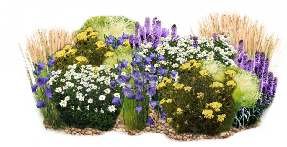 Ассортимент используемых растений: вейник остроцветковый, нивяник, тысячелистник, колокольчик, лиатрис, ковыль.