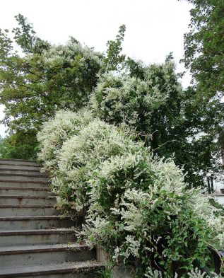 горцы-лианы вдоль лестницы