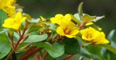Вербейник — изящные цветки в тени сада