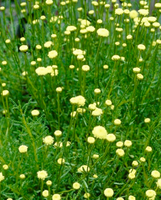 Розмаринолистная сантолина (Santolina rosmarinifolia)