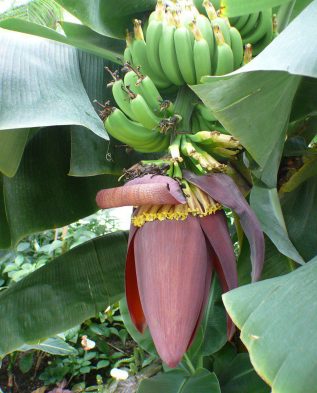 соцветие банана