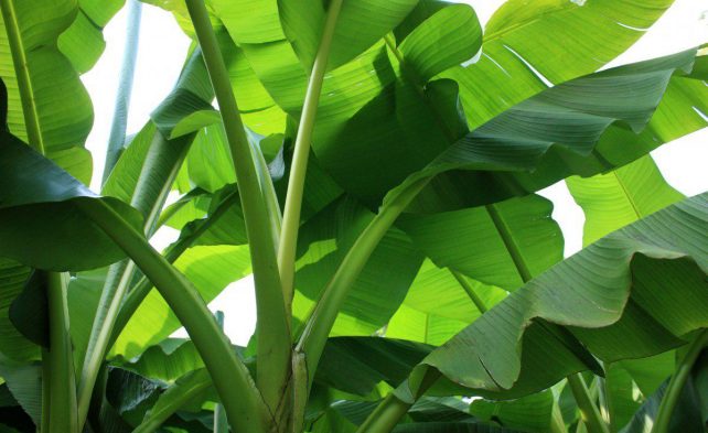 листья бананового дерева 