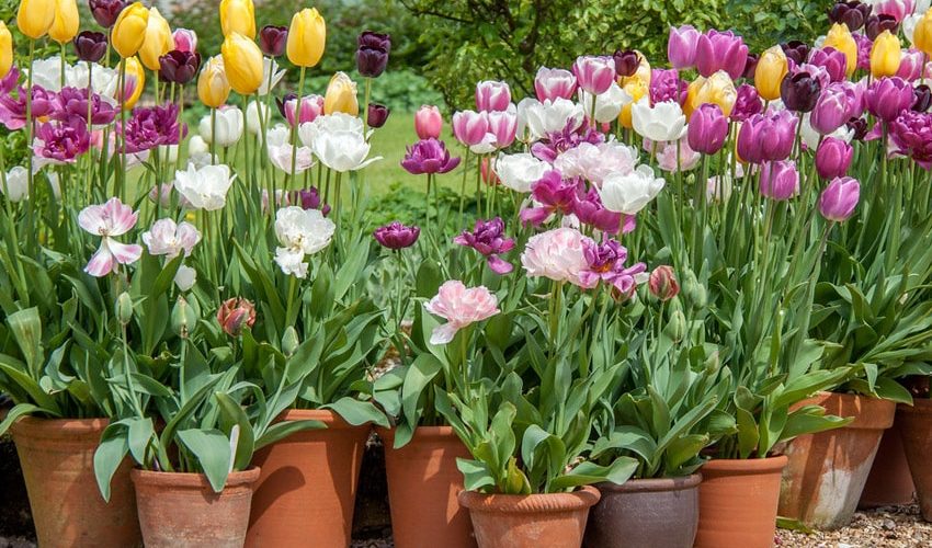 Як посадити тюльпани в горщик: поради, секрети та правила фото опис