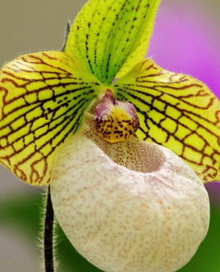 орхидея "пафиопедилум" 