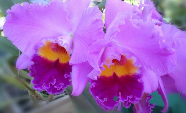 орхидея "каттлея"