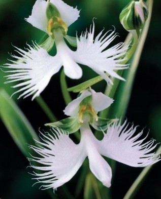 орхидея "лудизия" 