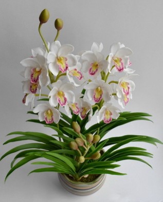 орхидея "цимбидиум"