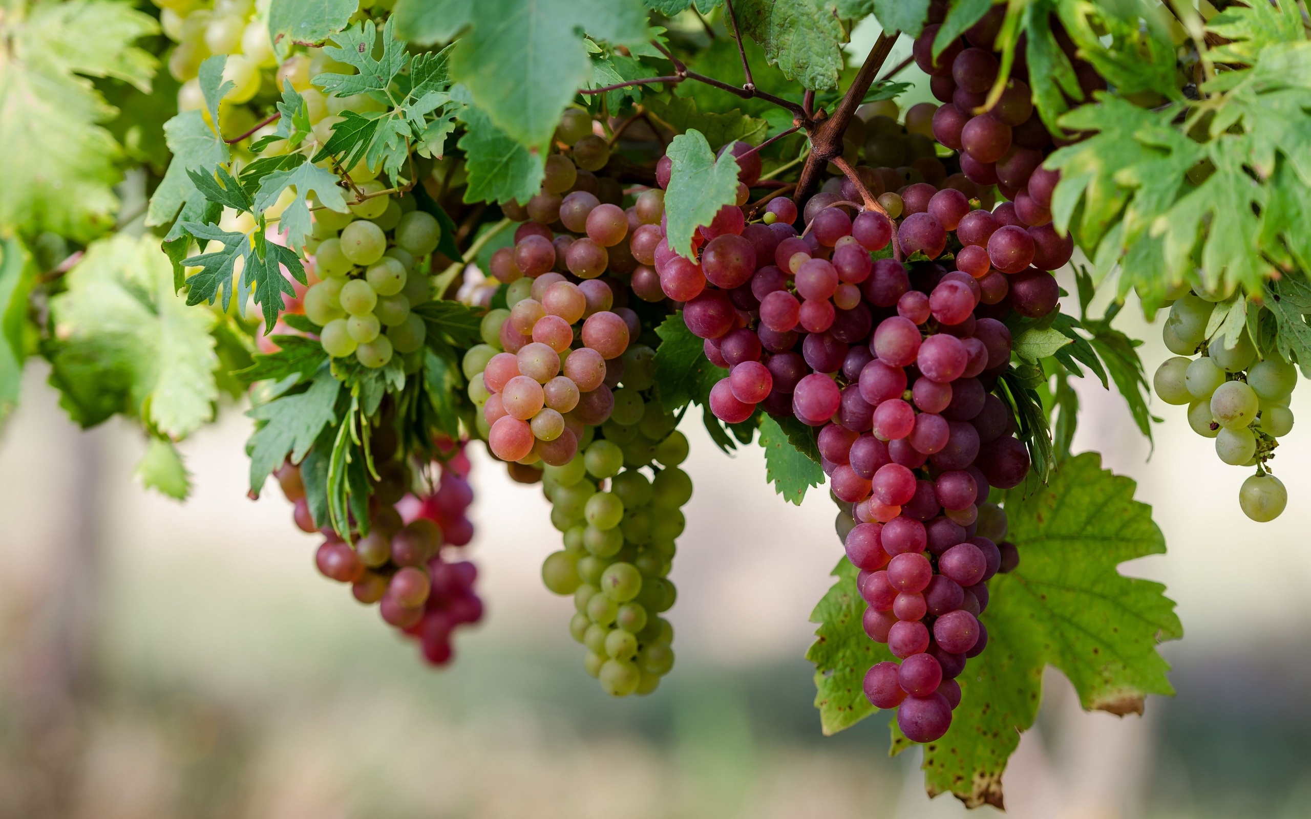 Как посадить и вырастить виноград - советы от ГринМаркета