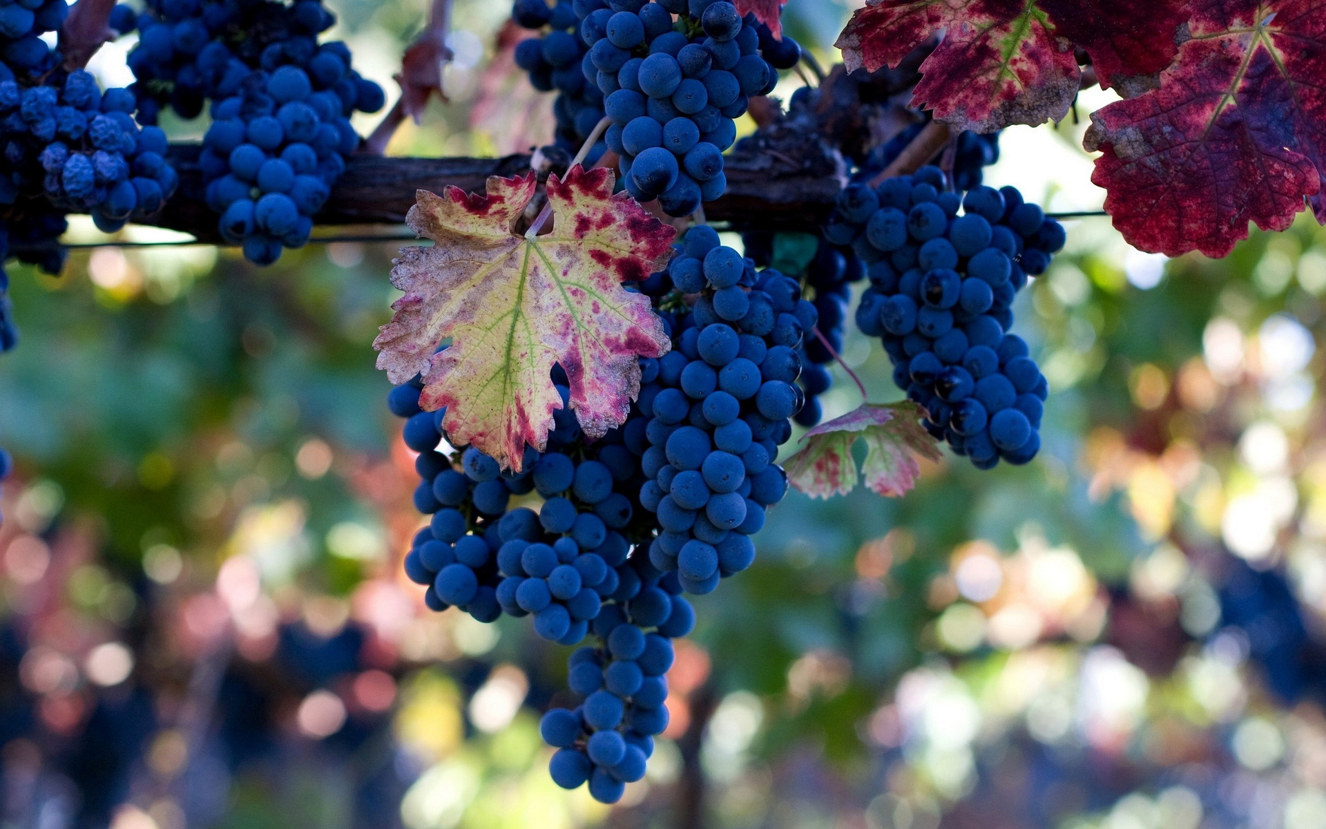 Осенняя обрезка и укрытие винограда - GreenMarket