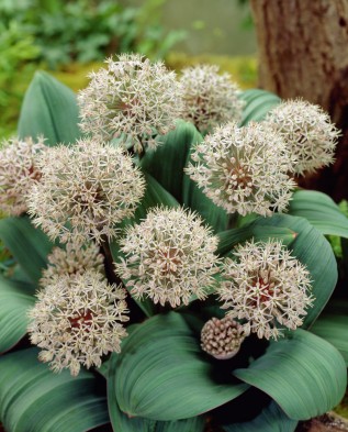 лук Каратаевский (Allium karataviense)