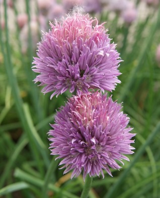 шнитт-лук (Allium chives)
