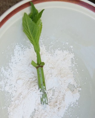 Можно ли выращивать гортензию метельчатую дома в горшке?