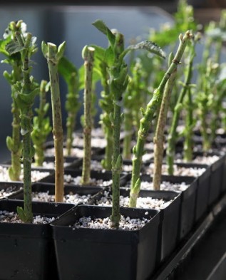 Можно ли выращивать гортензию в комнатных условиях?