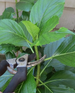 Можно ли дома выращивать садовую крупнолистную гортензию?