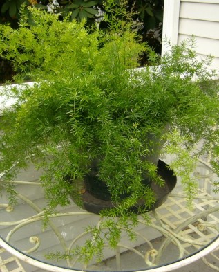 комнатное растение Asparagus