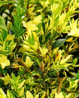 latifolia maculata