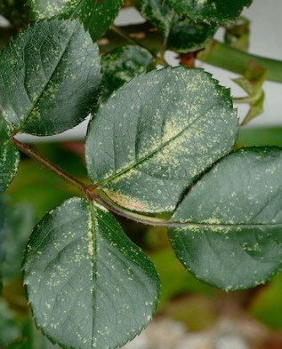 листья заражённые цикадкой