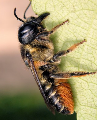 Megachile rotundata 