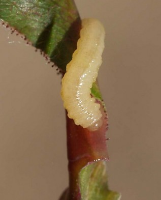 личинка аrdis brunniventris Hart.