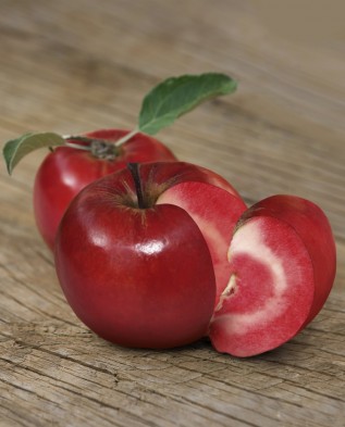 Цицерия - яблоня-"помидор"