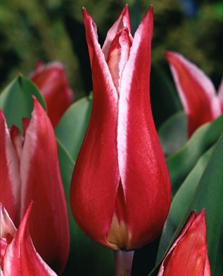 лилиецветный тюльпан