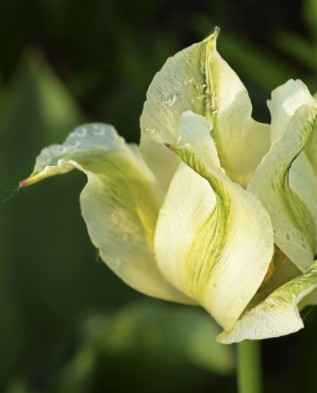 зелёноцветковый тюльпан