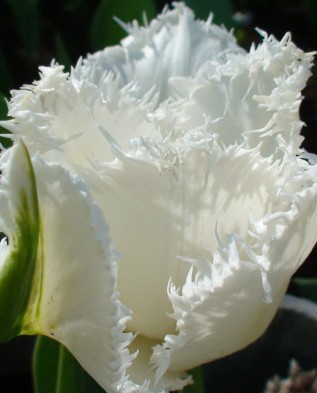 бахромчатый тюльпан