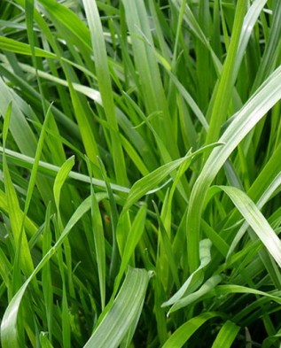 Газонная трава для дачи отзывы