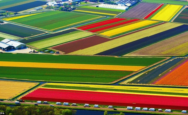 поле тюльпанов в Голландии