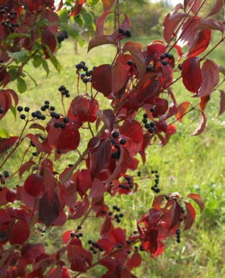 сornus sanguinea осенью