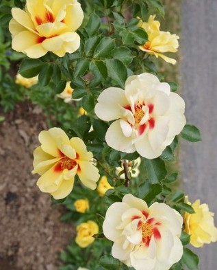 персидские розы