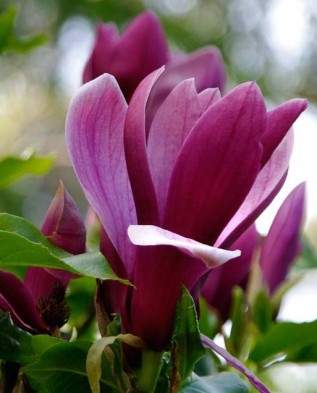 Magnolia liliflora