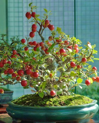  декоративная яблоня бонсай