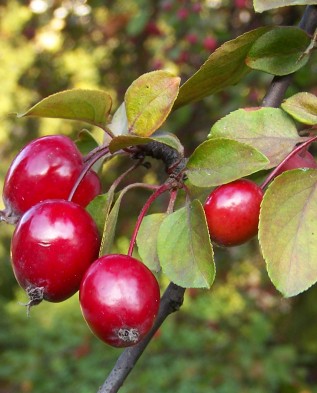 плоды декоративной яблони