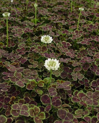 Trifolium repens Atropurpurea