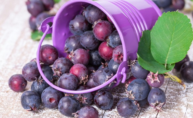 взрослый куст приносит до 7,5 кг вкусных и полезных ягод 