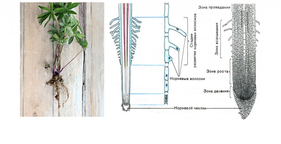 Насколько корень. Корневые волоски 6 класс биология. Корневые волоски у растений. Корневой волосок на корнях растений это. Корневые волоски проростка строение.